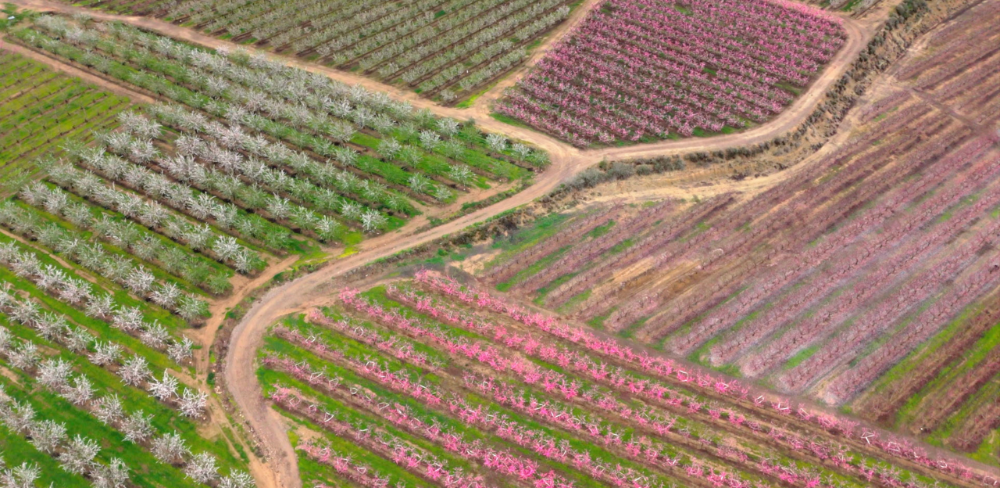 Camps de fruiters en plena floració en explotacions agrícoles
