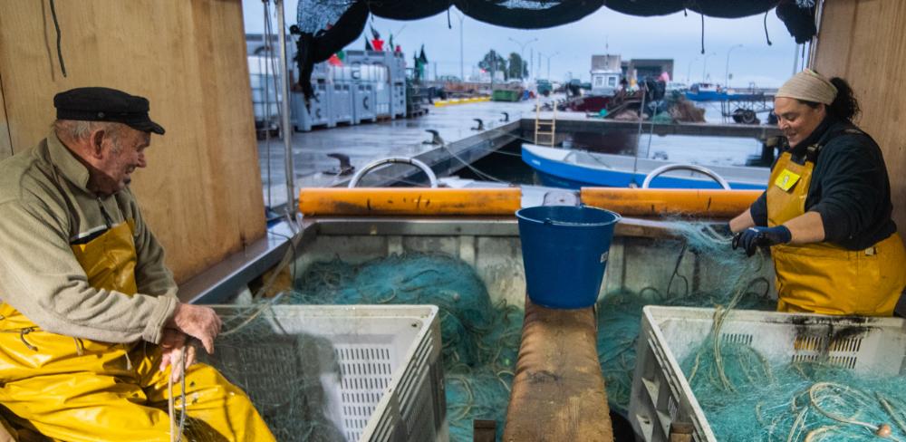 Les organitzacions de productors pesquers són estructures del sector, complementàries a les confraries de pescadors.