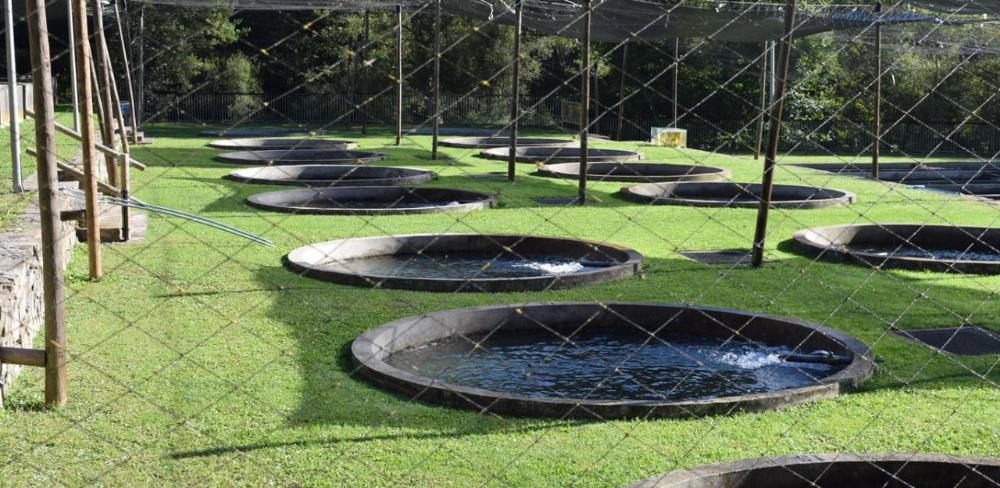 Instal·lacions de la piscifactoria de Bagà (el Berguedà)