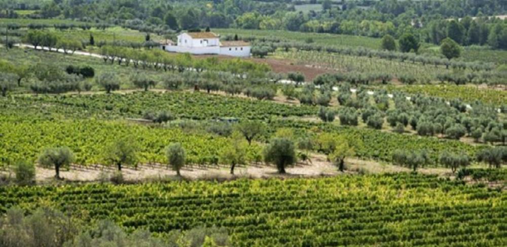 Dossier tècnic 129: El relleu generacional i l’emprenedoria agrària a Catalunya. Paisatge agroforestal a Piera. Foto: Patxi Uriz 2021, Diputació de Barcelona