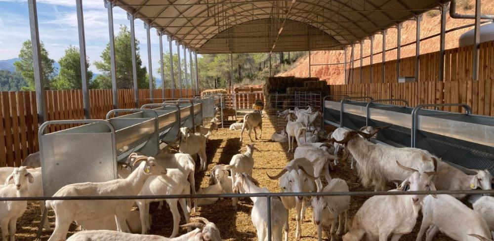 L’Espai Test Agrari de Gandesa actualment compta amb un ramat de cabra catalana