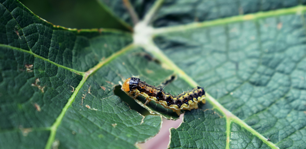 Larva de riquer Gortyna xanthenes, una plaga que afecta principalment cultius hortícoles com el tomàquet i el pebrot.