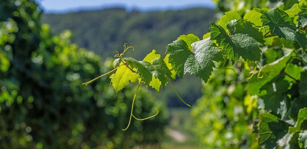 Aquests projectes són  finançats pel Departament d’Agricultura, Ramaderia, Pesca i Alimentació i pel Fons Europeu Agrícola de Desenvolupament Rural (FEADER).