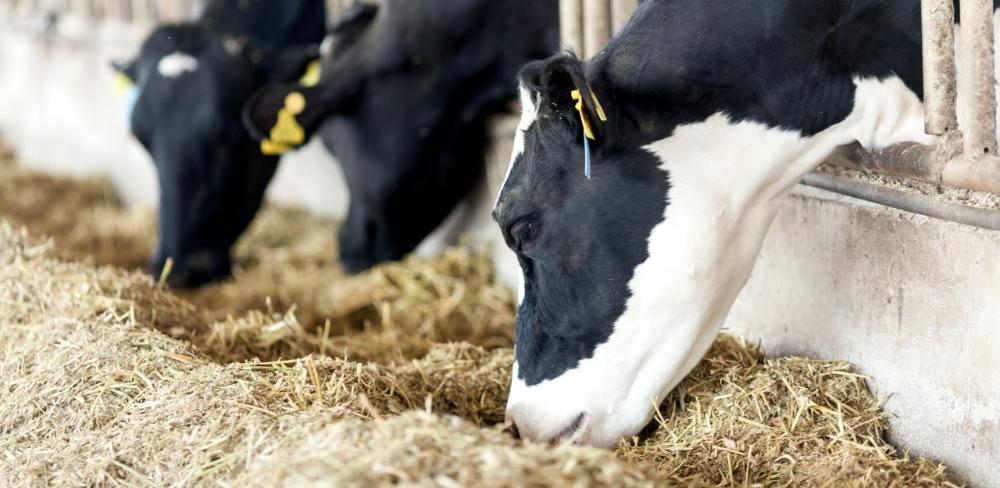 L’ús de barreges de gramínies i lleguminosos permet optimitzar la qualitat del farratge i la sostenibilitat de les explotacions de vaques de llet