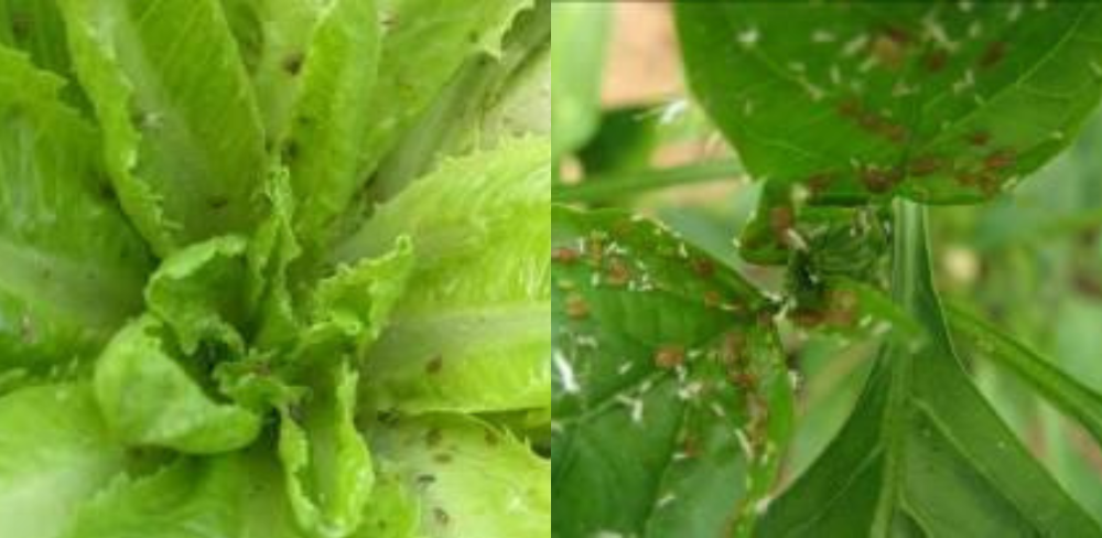 Pugó en enciam (esquerra) i Pugó en pebrot (dreta)