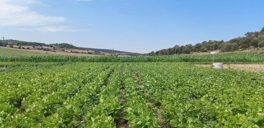 Aquest projecte és liderat per la Universitat de Lleida (UdL)