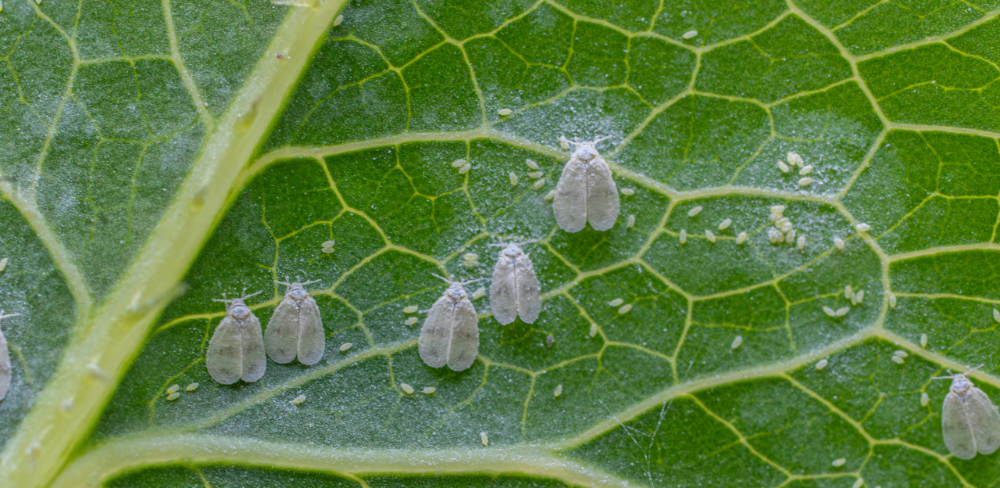 La mosca blanca (Trialeurodes vaporariorum) es reprodueix ràpidament amb l'arribada de les altes temperatures i pot afectar cultius hortícoles i ornamentals si no se'n fa un seguiment adequat