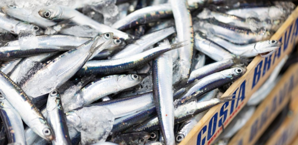 Pel que fa a la distribució de l’ajut, 2.065.648 euros es destinen a les confraries de pescadors i 90.000 euros a les federacions territorials.