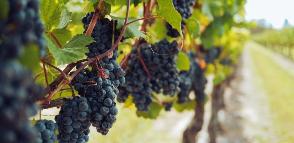 La Denominació d'Origen Catalunya preveu un augment global de la producció del 30%