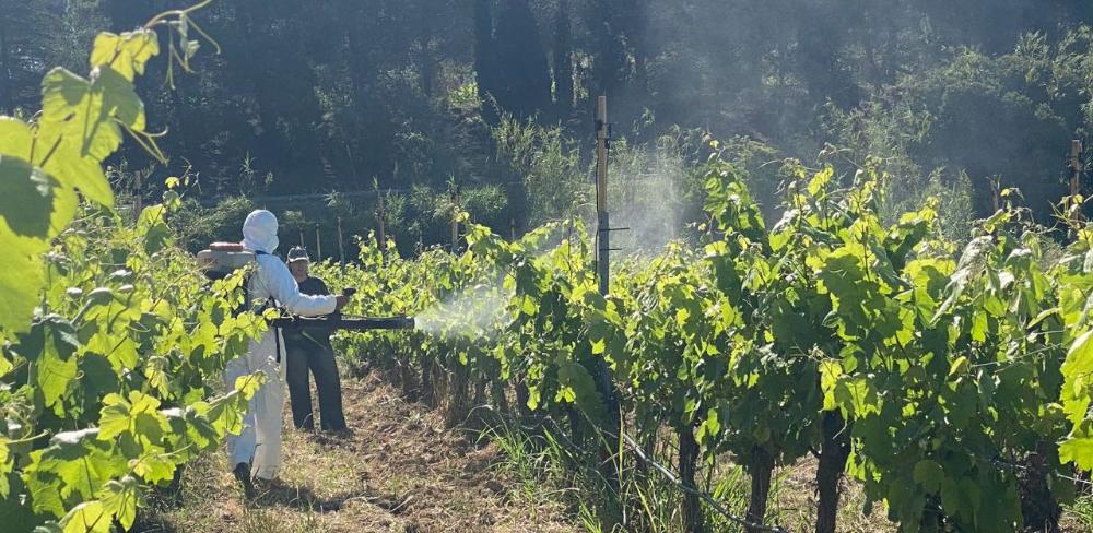 Parcel·la experimental en la qual s’han instal·lat aspersors per provocar pluja artificial per afavorir-hi la presència del fong