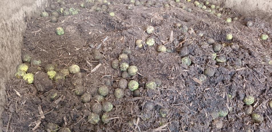 Afegir pilotes de tenis rebutjades al compost redueix les emissions i accelera la descomposició dels residus