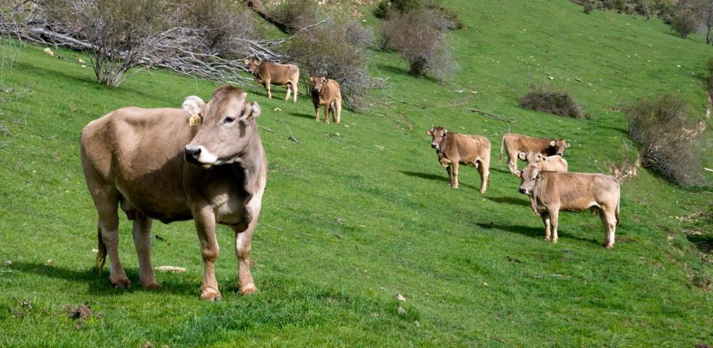 La finalitat de la mesura és reduir el risc de contagi de malalties infectocontagioses entre la fauna salvatge i la ramaderia, especialment la tuberculosi.