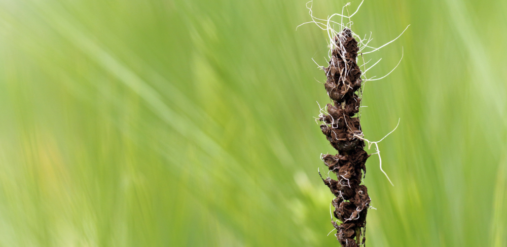 Carbó nu de l’ordi malaltia monitoritzada d’aquest mes de febrer