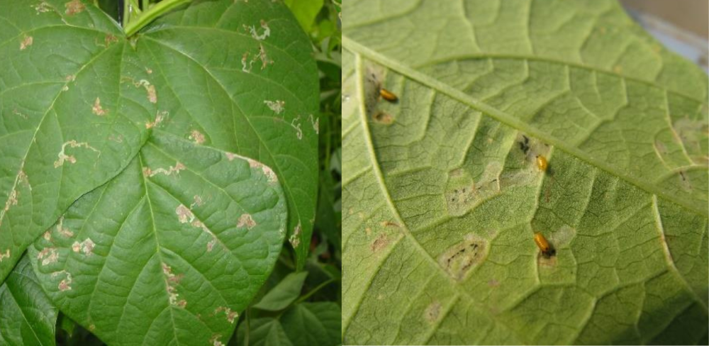 Galeries (esquerra) i pupes (dreta) de Liriomyza trifolii.