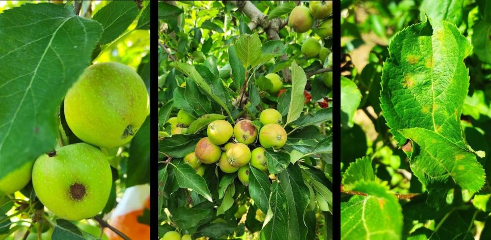 Projecte pilot innovador del Grup Operatiu 