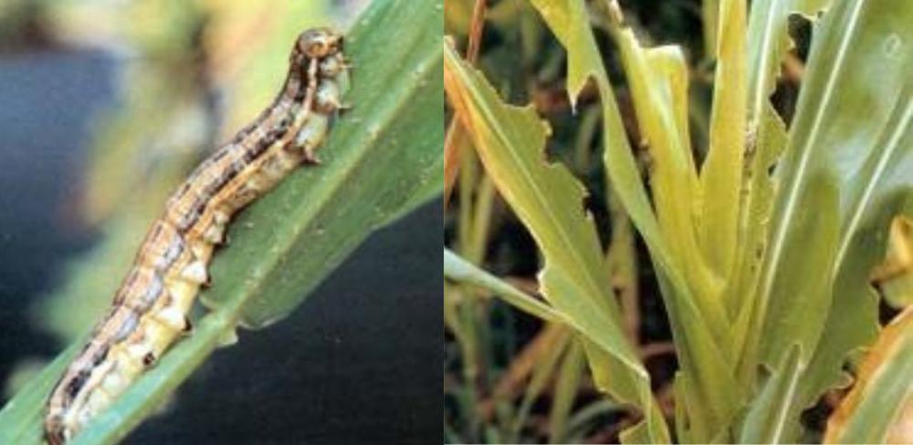 Eruga de Mythimna unipuncta i danys en fulles de panís